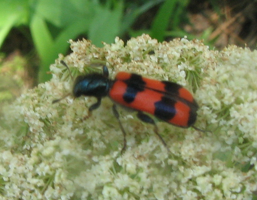 Altre identificazioni: Stictoleptura cordigera